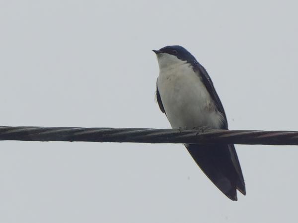 <h3>Notiochelidon cyanoleuca / Blue‑and‑white swallow / Blauw‑witte zwaluw</h3>OM-1 Mark II with OLYMPUS M.150-400mm F4.5, 1/2000 sec at F4.5, ISO 2000, distance 14.9 m